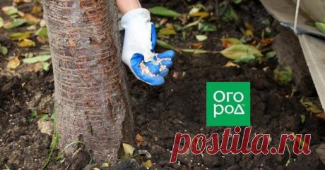 5 способов быстро подкормить деревья и кусты Плодовые деревья потребляют большое количество питательных веществ из почвы, истощая ее. Чтобы восполнить эти запасы, сад нужно регулярно подкармливать. Как сделать данную процедуру более простой и эффективной? Расскажем о самых популярных способах подкормки деревьев.