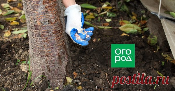 5 способов быстро подкормить деревья и кусты Плодовые деревья потребляют большое количество питательных веществ из почвы, истощая ее. Чтобы восполнить эти запасы, сад нужно регулярно подкармливать. Как сделать данную процедуру более простой и эффективной? Расскажем о самых популярных способах подкормки деревьев.