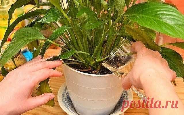 (20) Одноклассники