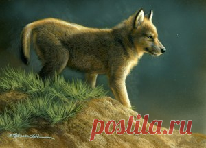 Top of the Hill – Wolf Puppy, 5″ x 7″, watercolor on board, ©Rebecca Latham – The Snowgoose Gallery The Art of the Miniature XXIII | Paintings of Wildlife & Nature by Rebecca Latham