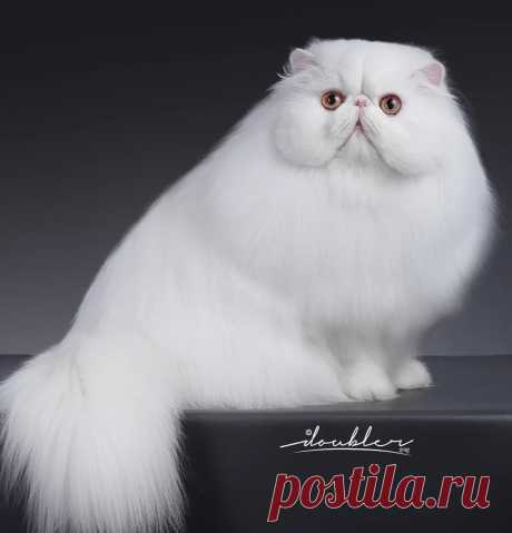 cfa cats - Поиск в Google