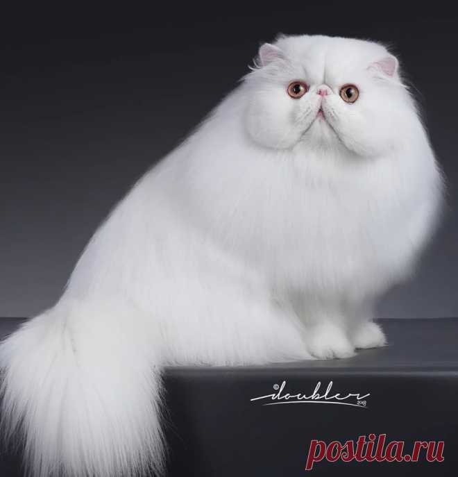 cfa cats - Поиск в Google