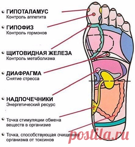 7 АКТИВНЫХ ТОЧЕК НА СТОПЕ ВЕРНУТ ВАС К ЖИЗНИ ЗА ПАРУ МИНУТ!

1. Массируя большой палец ноги, вы воздействуете на гипоталамус. Это очень полезно людям, которые страдают избыточным весом, — нажатия на эту точку помогают контролировать аппетит, способствуют естественному похудению.

2. В центре большого пальца находится точка, отвечающая за работу гипофиза — главной гормональной железы. Никакой гормональный дисбаланс вам не будет страшен, если уделять этой точке достаточно вн...
