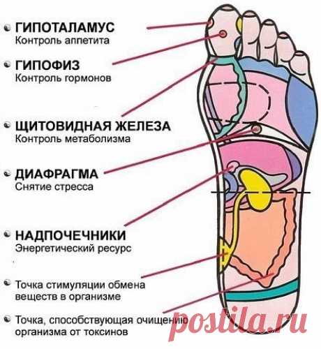 7 АКТИВНЫХ ТОЧЕК НА СТОПЕ ВЕРНУТ ВАС К ЖИЗНИ ЗА ПАРУ МИНУТ!

1. Массируя большой палец ноги, вы воздействуете на гипоталамус. Это очень полезно людям, которые страдают избыточным весом, — нажатия на эту точку помогают контролировать аппетит, способствуют естественному похудению.

2. В центре большого пальца находится точка, отвечающая за работу гипофиза — главной гормональной железы. Никакой гормональный дисбаланс вам не будет страшен, если уделять этой точке достаточно вн...