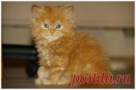 Все рыжие коты наглые | Уши, лапы, хвост