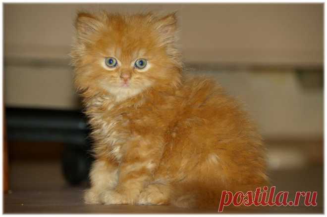 Все рыжие коты наглые | Уши, лапы, хвост