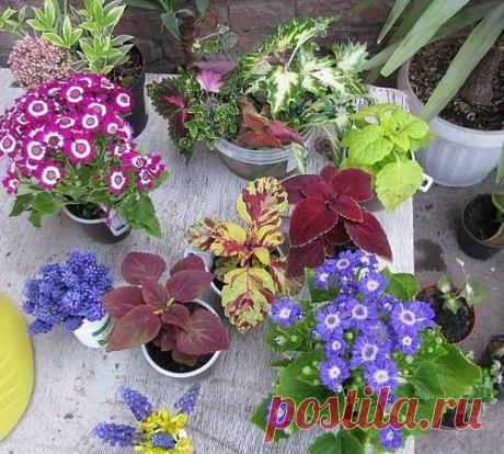 Общие рекомендации при высадке цветочной рассады