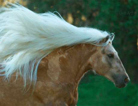 ❀LIVE ART❀ - на Мой Мир@Mail.ru