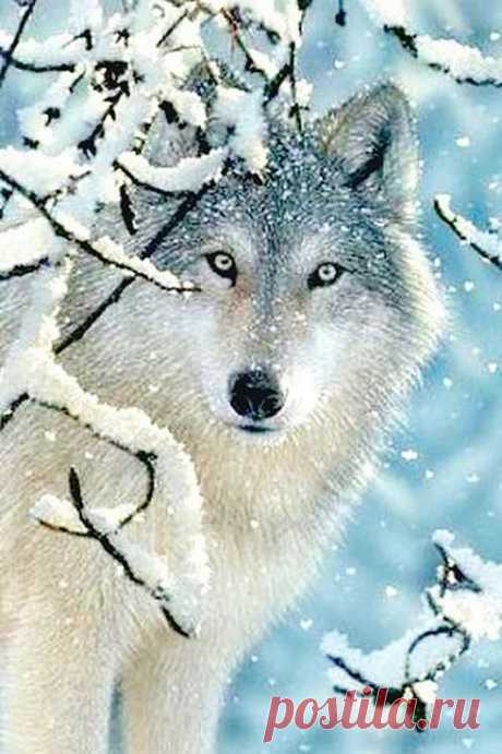 Красивые Картинки – Гугл+