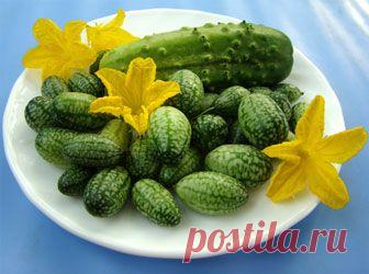 Африканский огурец мелотрия — 6 соток