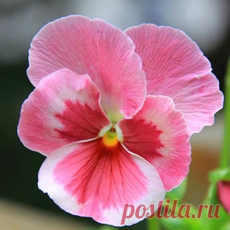 Я люблю ✿ ЦВЕТЫ ✿ | I ♥ Flowers