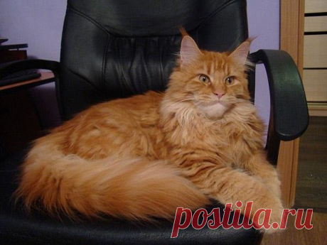 «Точно сказать о том, откуда берет свое начало порода Мейн-кун, фото которых украшают журналы – затруднительно. По одной из версий коты плыли на судне известного первооткрыватели, по другой – имеют отношение к английской королеве. Одна из версий утверждает, что свое начало кошки ведут от штата Мэн, и название их породы» — карточка пользователя anzhelika.plotnickowa в Яндекс.Коллекциях