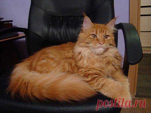 «Точно сказать о том, откуда берет свое начало порода Мейн-кун, фото которых украшают журналы – затруднительно. По одной из версий коты плыли на судне известного первооткрыватели, по другой – имеют отношение к английской королеве. Одна из версий утверждает, что свое начало кошки ведут от штата Мэн, и название их породы» — карточка пользователя anzhelika.plotnickowa в Яндекс.Коллекциях