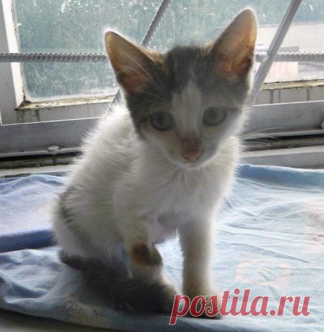 Она заметила, что котенок лежит без движения и не может встать...
Однажды летним утром моя мама вышла на улицу и увидела около подъезда маленького грязного котенка. Мама тут же вернулась домой за кормом, благо дома живут 3-ое пушистых.
Положив котенку еды она заме…