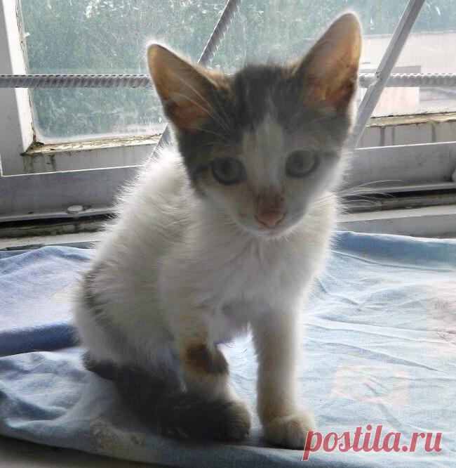 Она заметила, что котенок лежит без движения и не может встать... 
Однажды летним утром моя мама вышла на улицу и увидела около подъезда маленького грязного котенка. Мама тут же вернулась домой за кормом, благо дома живут 3-ое пушистых.

Положив котенку еды она заме…