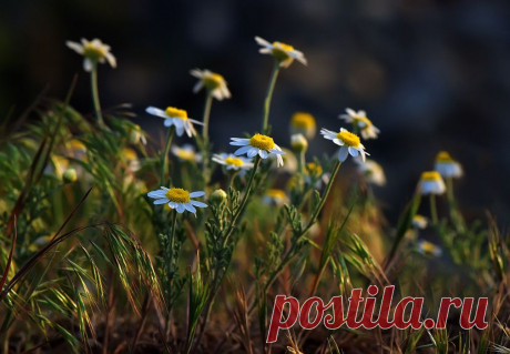 35PHOTO - Татьяна Аверина - Ромашки полевые...