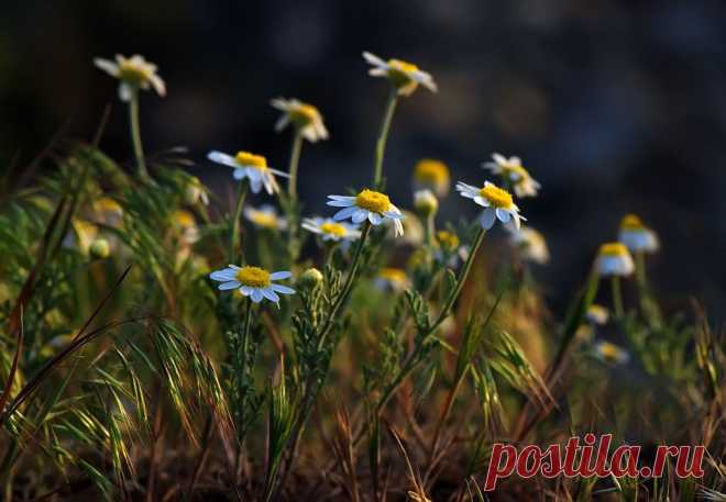 35PHOTO - Татьяна Аверина - Ромашки полевые...