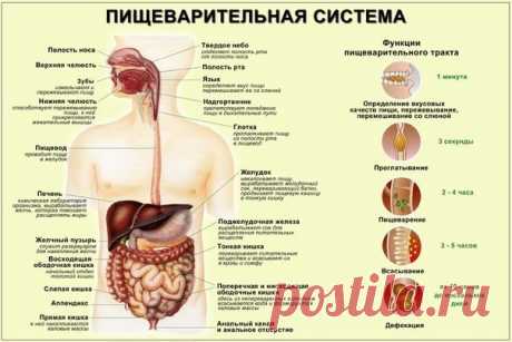 5 главных правил для улучшения пищеварения