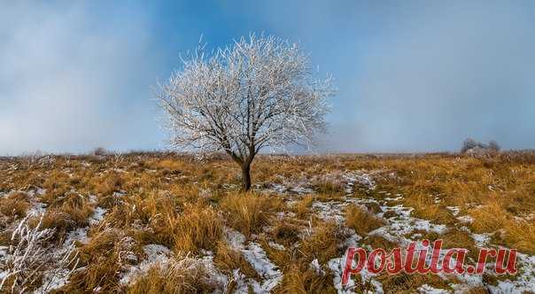 Иней в ставропольской степи. Автор фото – Федор Лашков: nat-geo.ru/photo/user/27510/