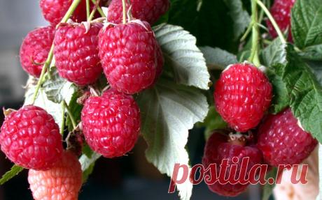 Малина ремонтантная: осенняя посадка