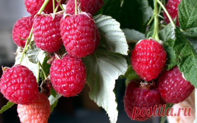 Малина ремонтантная: осенняя посадка