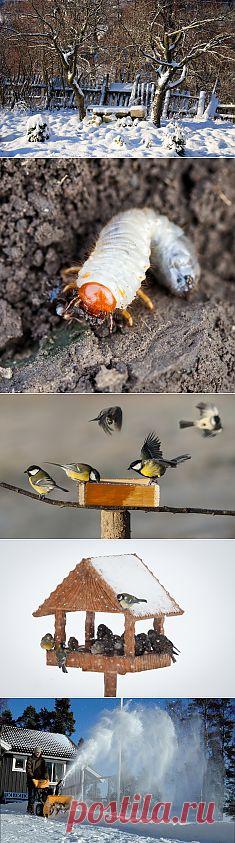 Где зимуют садовые и огородные вредители и как их обезвредить. Сохраните любой пост с сайта 7dach.ru в Постиле и выиграйте призы от интернет-магазина Клуб Красоты. Чем больше постов - тем выше шансы. Розыгрыш состоится в понедельник, 30 января. В акции участвуют все посты, которые содержат этот текст или фото призов!