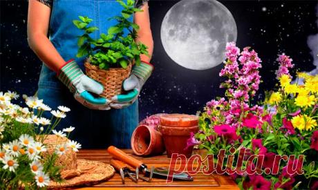 Лунный календарь цветовода на 2019 год: посадочные дни, пересадка цветов, таблицы