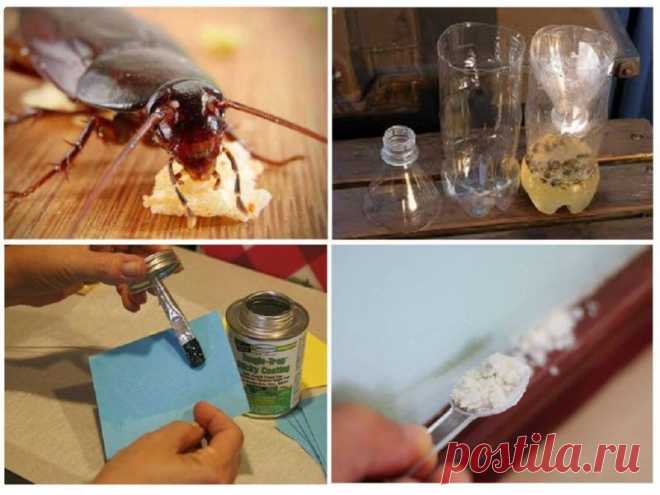 Изготавливаем простые и эффективные ловушки для тараканов самостоятельно При обнаружении в доме нежелательных насекомых будет полезно узнать, как создать самые эффективные ловушки для тараканов своими руками. Если не