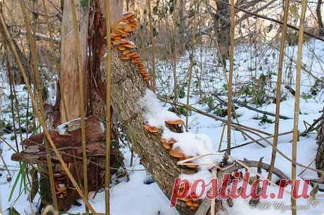 ГРИБНОЕ