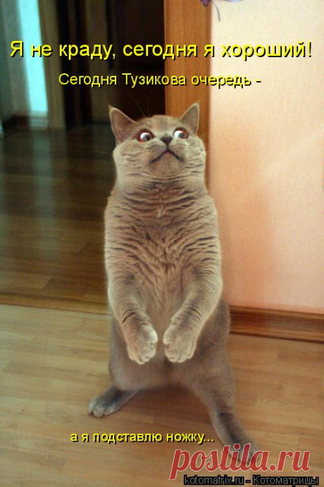 Котоматрица: Свежак