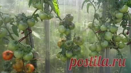 ПОЛУЧАЮ 5 ВЕДЕР ТОМАТОВ С 1 МЕТРА ЗЕМЛИ! Ольга Чернова.