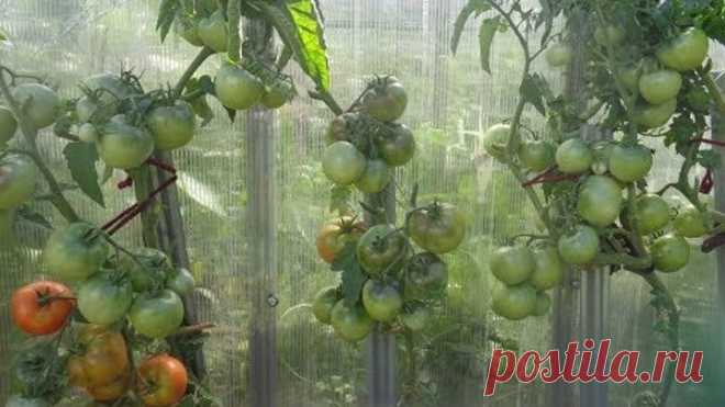 ПОЛУЧАЮ 5 ВЕДЕР ТОМАТОВ С 1 МЕТРА ЗЕМЛИ! Ольга Чернова.