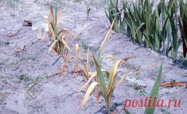 Самые опасные болезни гладиолусов Садовые гладиолусы – настоящее украшение любого участка. Если они здоровы. Однако достаточно часто можно услышать жалобы и вопросы – почему мой гладиолус не цветет, почему сохнет или гниет луковица, п...