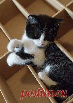 Surfingbird - мы делаем интернет лучше