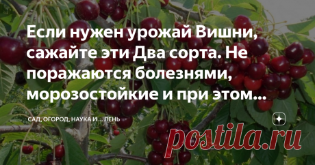 Если нужен урожай Вишни, сажайте эти Два сорта. Не поражаются болезнями, морозостойкие и при этом вкусные, очень Если нужен урожай Вишни, сажайте эти Два сорта. Не поражаются болезнями, морозостойкие и при этом вкусные
Сказано в помологии « Зимостойкость деревьев высокая, повреждение морозами надземных частей и поражений болезнями не наблюдалось.
Были на канале у меня несколько статей про вишни. И посыпались комментарии, что болезни душат, и урожая нет, и все плохо. Даже б...