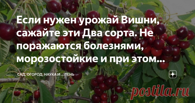 Если нужен урожай Вишни, сажайте эти Два сорта. Не поражаются болезнями, морозостойкие и при этом вкусные, очень Если нужен урожай Вишни, сажайте эти Два сорта. Не поражаются болезнями, морозостойкие и при этом вкусные
Сказано в помологии « Зимостойкость деревьев высокая, повреждение морозами надземных частей и поражений болезнями не наблюдалось.
Были на канале у меня несколько статей про вишни. И посыпались комментарии, что болезни душат, и урожая нет, и все плохо. Даже б...