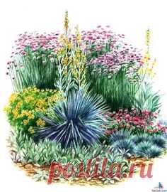 1. Овсяница сизая – Fastuca glauca 2. Чистец шерстистый – Stachys lanata 3. Пупавка красильная - Anthemis tincloria 4. Волоснец песчаный – Ekymus arenarus 5. Вербенажесткая - Verbena rigida. 6. Коровяк гибридный – Verbascum x hybridum 7. Вербенабуэнос-айресская - Verbena bonariensis. 2. Канна индийская — Carina indica.