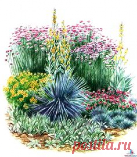 1. Овсяница сизая – Fastuca glauca 2. Чистец шерстистый – Stachys lanata 3. Пупавка красильная - Anthemis tincloria 4. Волоснец песчаный – Ekymus arenarus 5. Вербенажесткая - Verbena rigida. 6. Коровяк гибридный – Verbascum x hybridum 7. Вербенабуэнос-айресская - Verbena bonariensis. 2. Канна индийская — Carina indica.