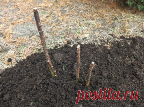 Спасение розы, что зачахла за зиму, возможно. Рассказываю, как выгнать новые побеги и добиться пышного цветения Не все зимы проходят для розочек легко. Порой кусты вымерзают, порой подопревают...