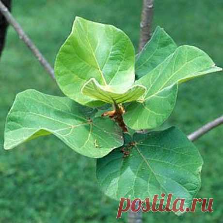 Фикус / Ficus wakefieldii