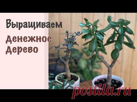 №89. Денежное дерево. 5 важных советов по выращиванию. Как вырастить красивую крассулу.