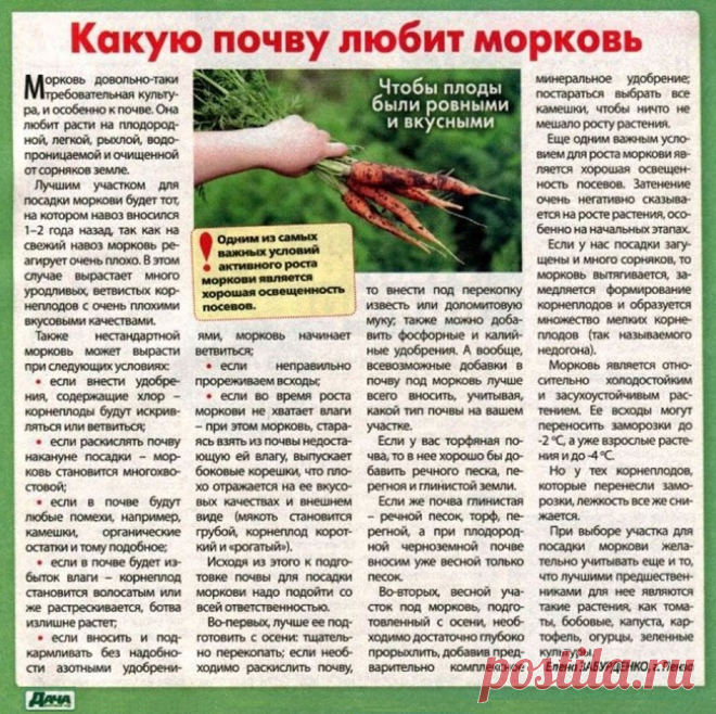 Какую почву любит морковь