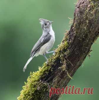 Фото дня на «Фото.Сайте»
«Острохохлая синица -Tufted Titmouse» (Elizabeth.E)

Другие работы автора: www.photosight.ru/users/168427/
