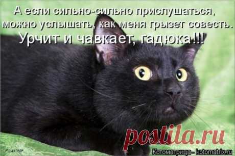 Новая смешная котоматрица