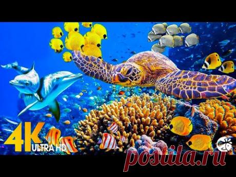 11 ЧАСОВ Потрясающие подводные кадры в разрешении 4K | Видео о редкой и красочной морской жизни Our