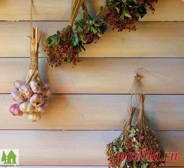 Когда выкапывать чеснок | Дачная жизнь - сад, огород, дача