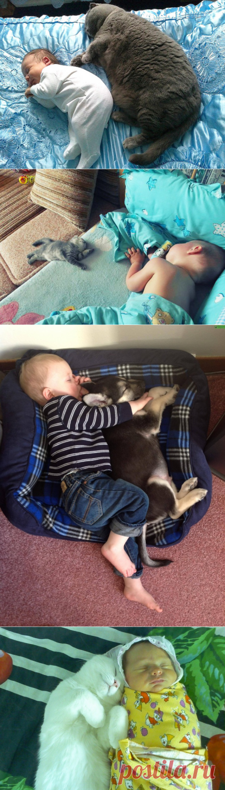 Дети и их 4-лапые друзья – Фитнес для мозга