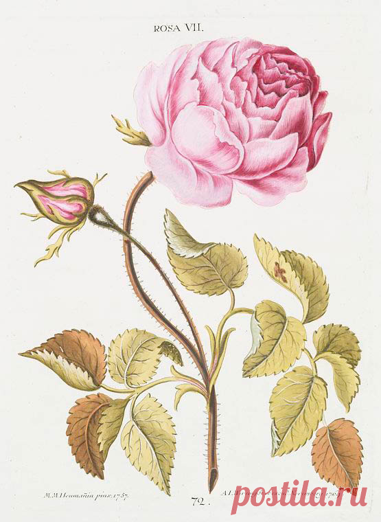 Rosa VIII. [Rose VIII] - NYPL Digital Collections