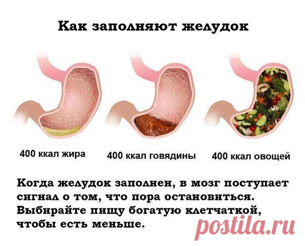 Как заполняют желудок