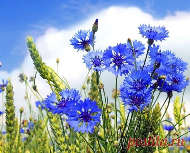 Пин на доске яРОМАШЕЧКИ